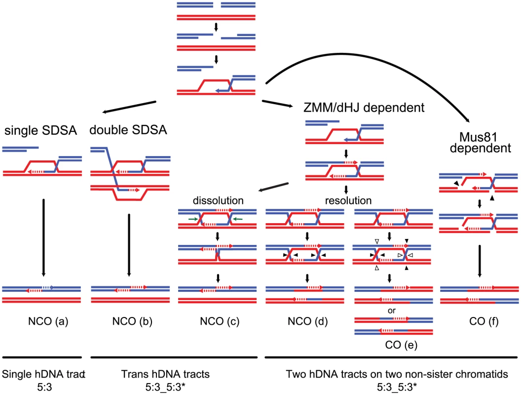 Strand transfers during canonical meiotic DSB repair pathways.