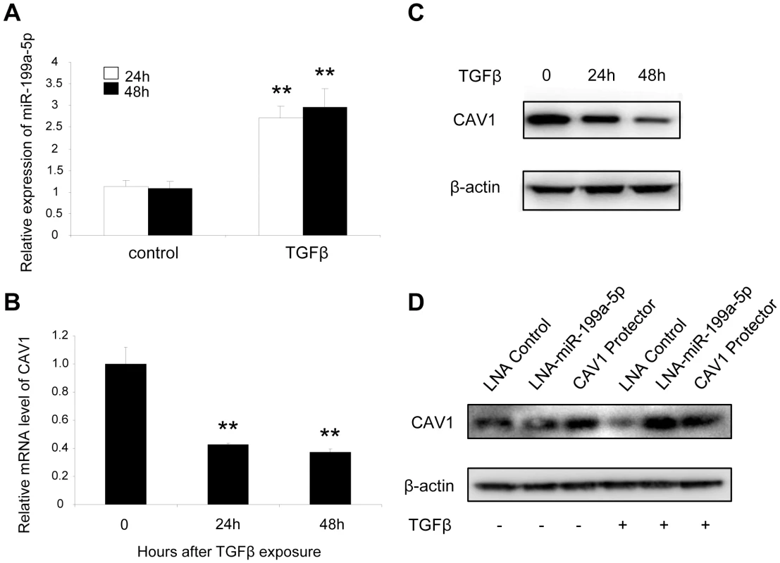 TGFβ regulates CAV1 by increasing miR-199a-5p expression.