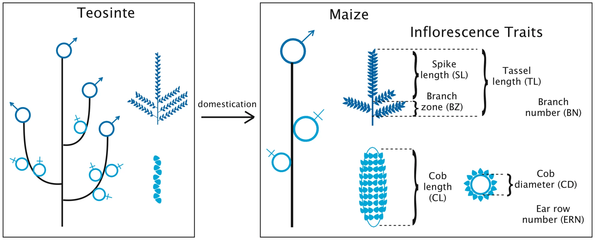 Evolution of plant and inflorescence architecture during maize domestication.