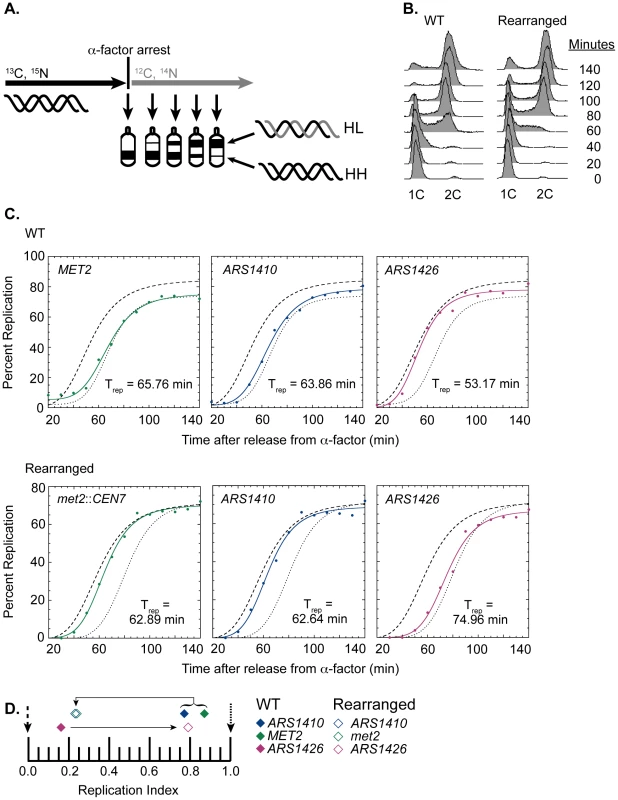 Replication time of native and relocated centromeres on chromosome XIV.
