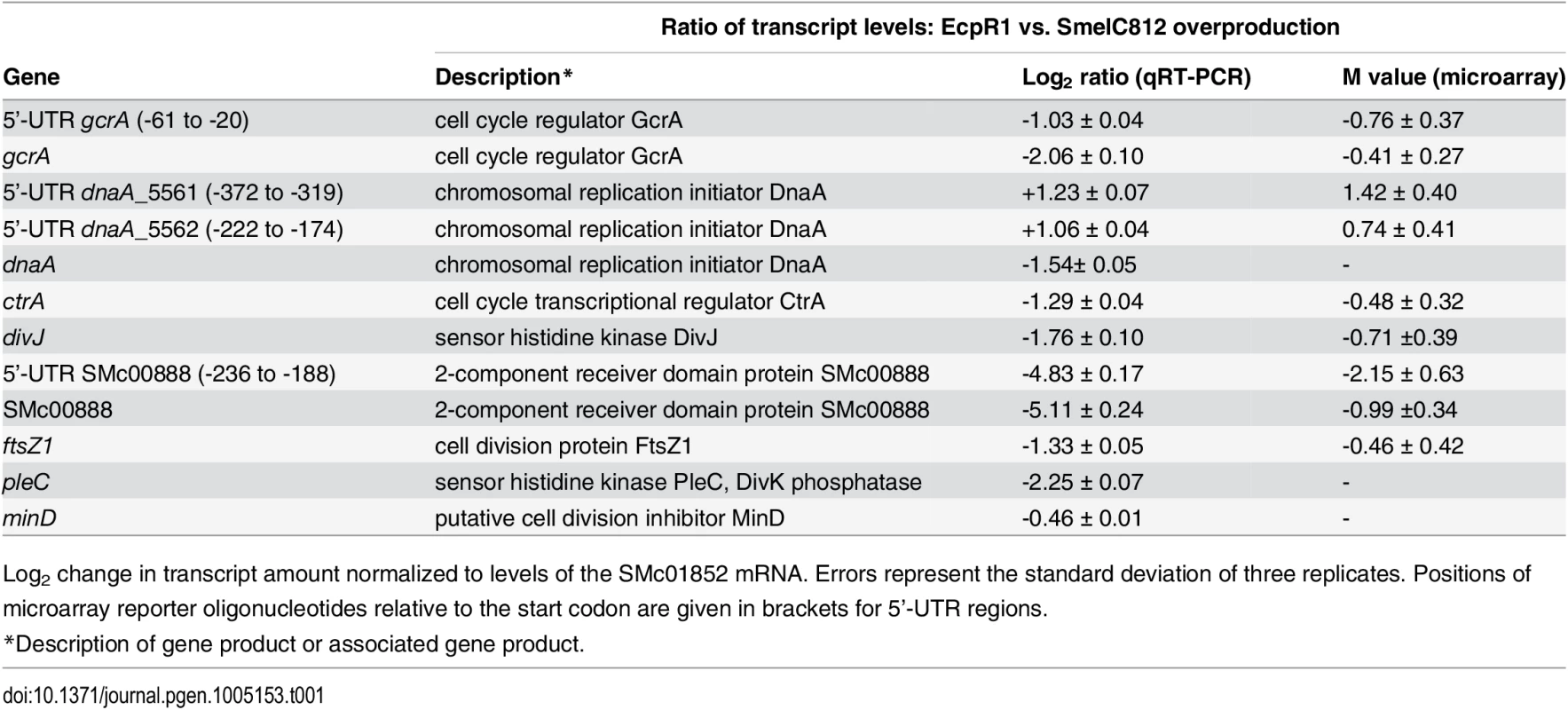 qRT-PCR based verification of putative EcpR1 target genes displaying changes in transcript levels upon overproduction of EcpR1 as detected by global transcriptome profiling.