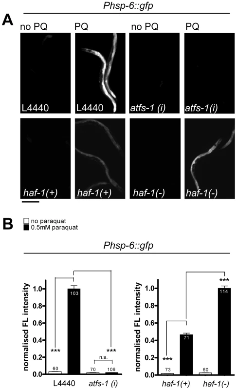 The induction of <i>hsp-6::gfp</i> by paraquat does not require HAF-1, but ATFS-1.