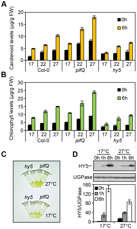 Photosynthetic pigment accumulation is temperature sensitive and dependent on HY5 and the PIFs.