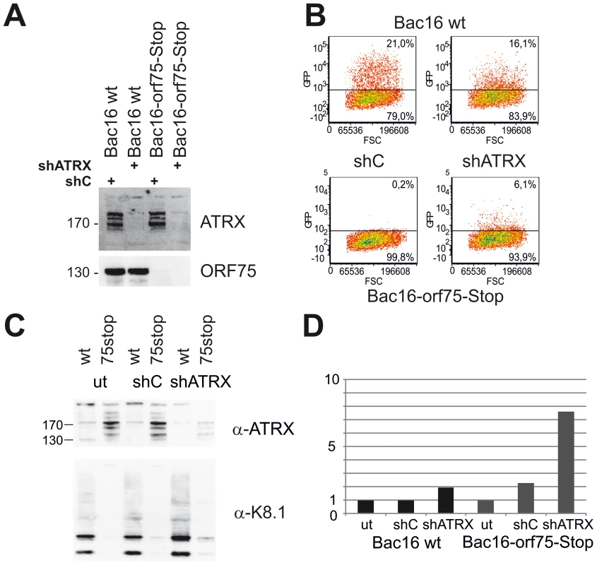 KSHV Bac16-orf75-Stop cells can be complemented by knock-down of ATRX.