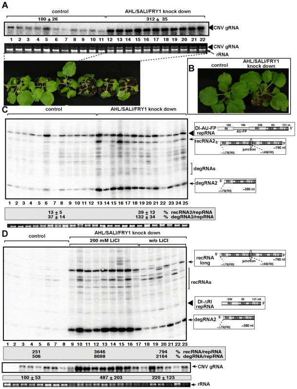 Increased accumulation of tombusvirus RNAs in of <i>AHL1/SAL1/FRY1</i> triple-gene knock down <i>N. benthamiana</i> plants.