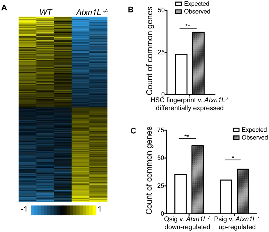 <i>Atxn1L<sup>−/−</sup></i> HSCs are enriched for expression of HSC-specific genes and depleted for quiescence-associated genes.