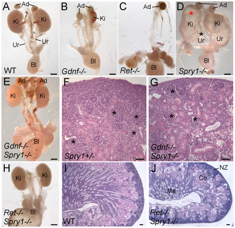 Loss of <i>Spry1</i> rescues kidney development in <i>Gdnf−/−</i> or <i>Ret−/−</i> mice.
