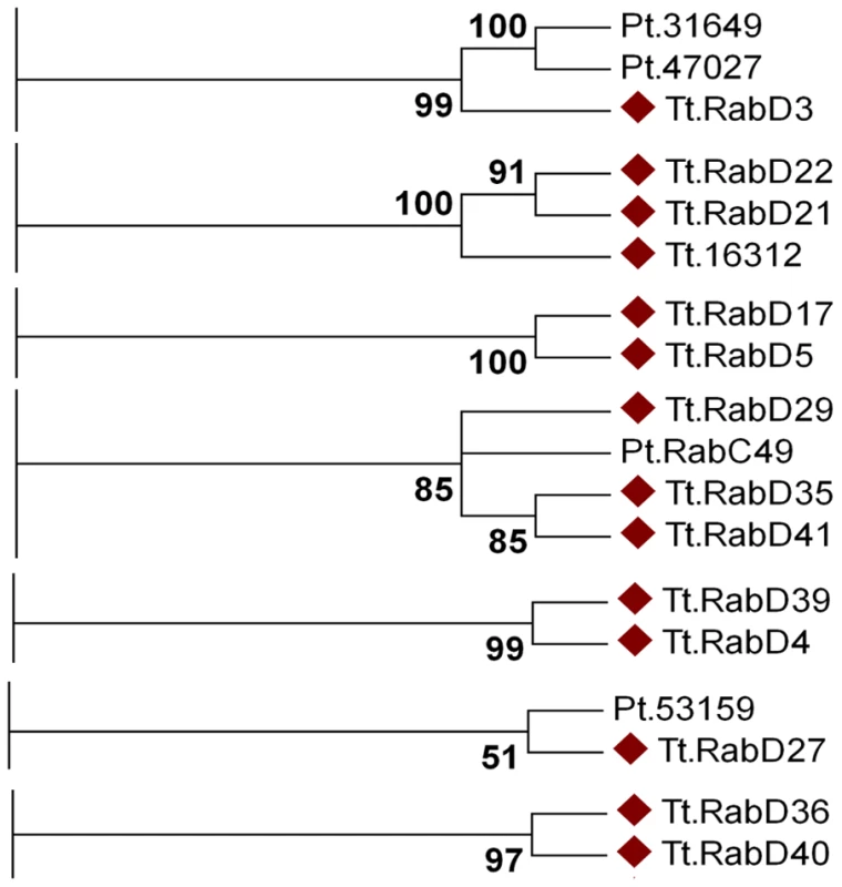 At least fourteen <i>Tetrahymena</i> Rabs appear lineage-restricted.