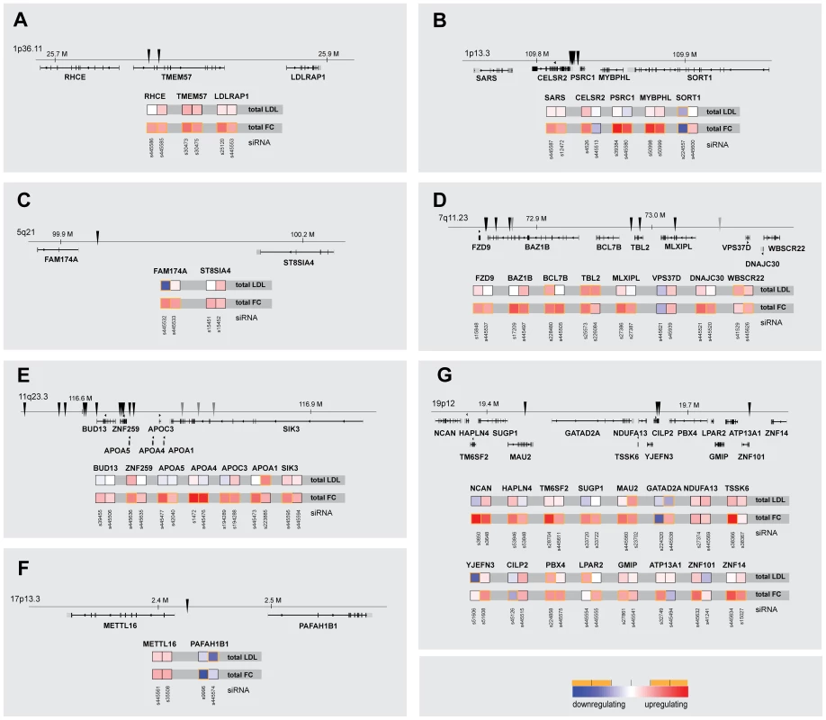 Comparison of multiparametric datasets for neighboring genes within lipid-trait-associated loci.