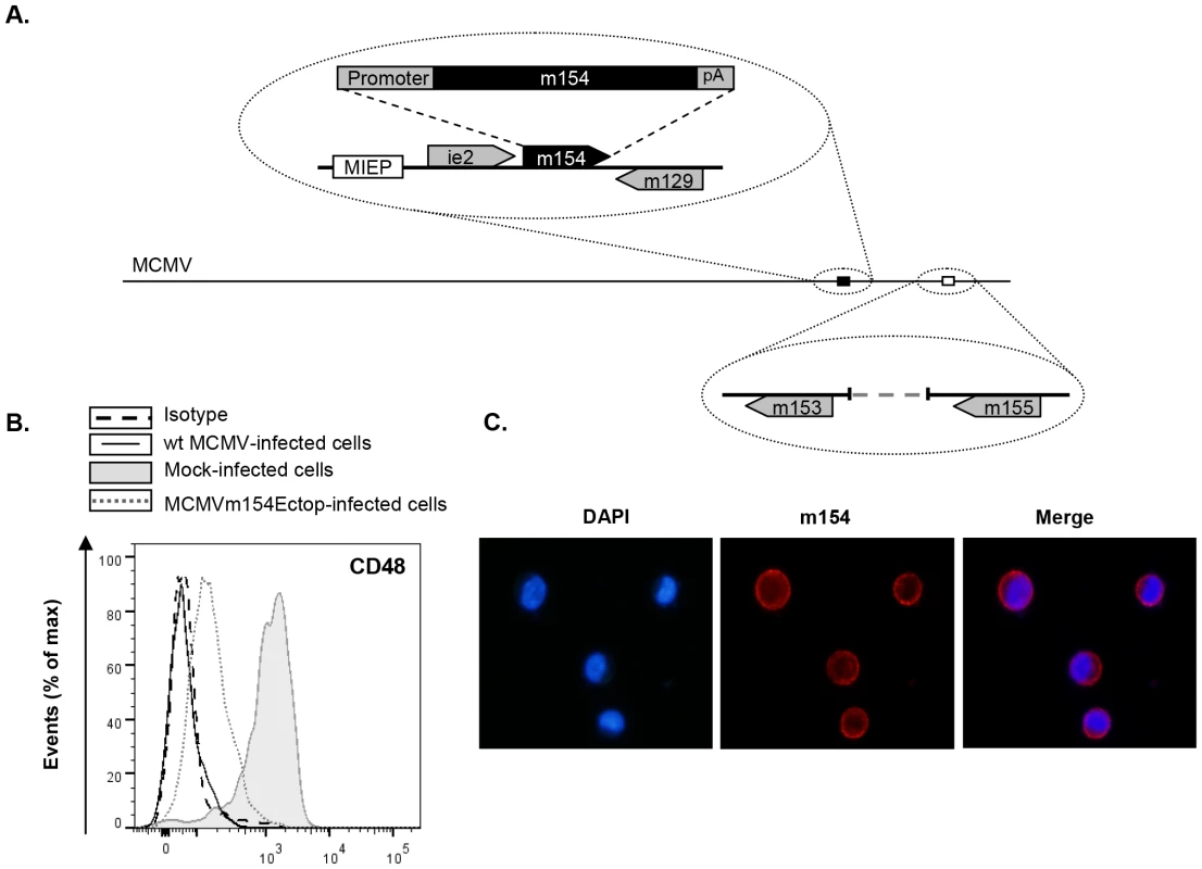 The <i>m154</i> gene ectopically expressed within the MCMVΔm154 genome decreases CD48 surface levels on MCMV-infected macrophages.