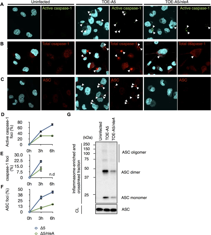 NleA suppresses formation of the inflammasome.