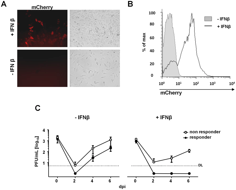 MCMV replication is completely blocked in IFNβ-responsive cells.
