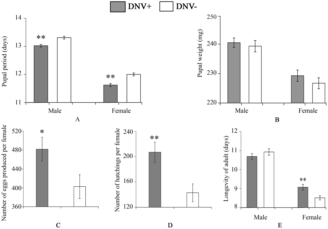 Pupal and adult life-history parameters of DNV− and DNV+ cotton bollworms.