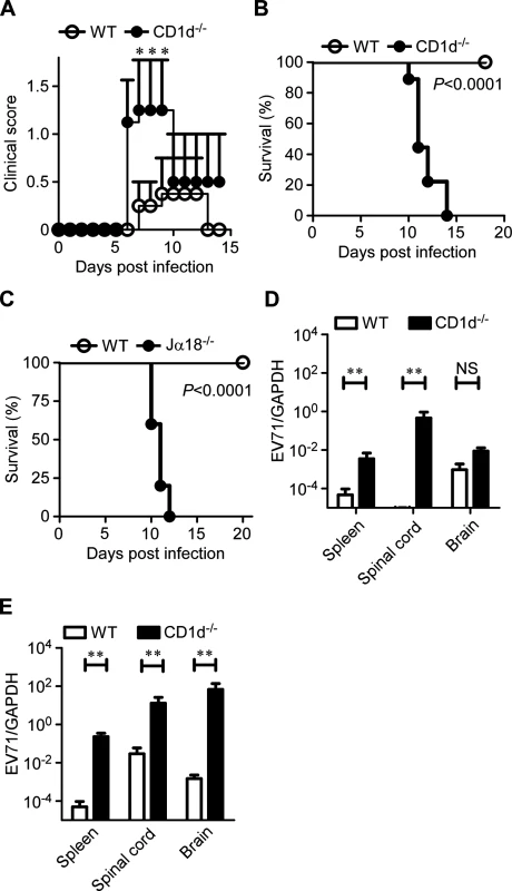 CD1d is essential for the protection of young mice from EV71 infection.
