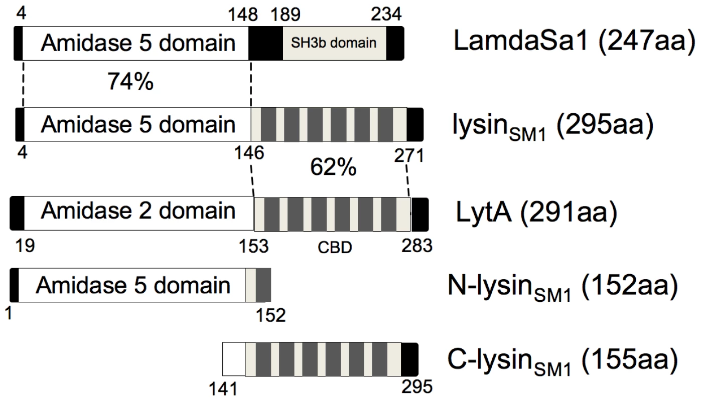 Domain organization of lysin<sub>SM1</sub> and its homologs.