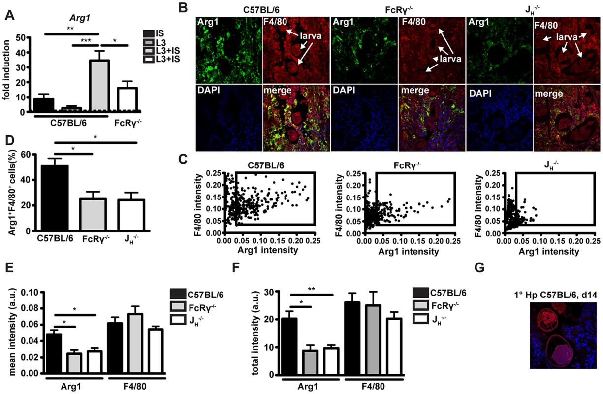 <i>Arg1</i> is induced by immune serum and <i>Hp</i> larvae <i>in vitro</i> and Arg1 expressing macrophages are less abundant in the granulomas from antibody and FcRgamma-chain deficient mice.