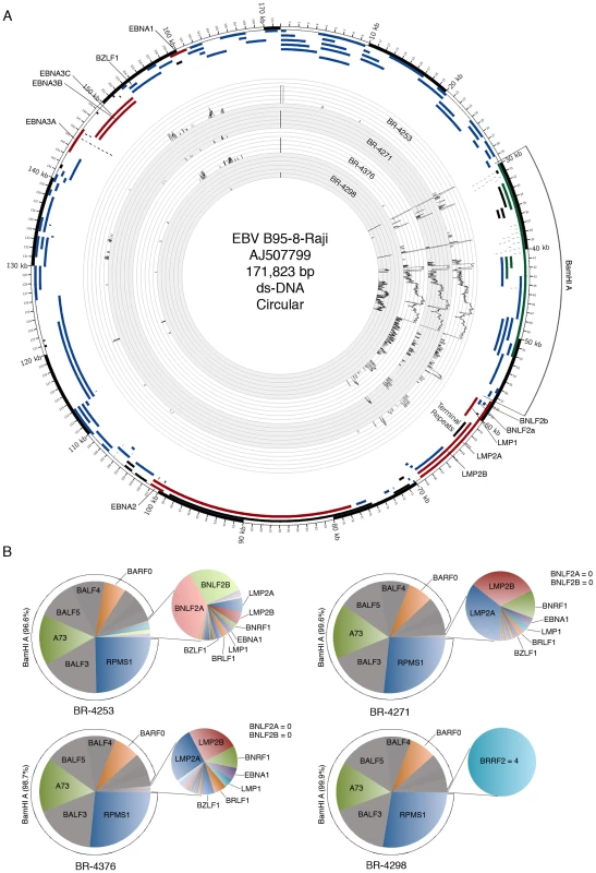 Genome wide analysis of EBV gene expression.