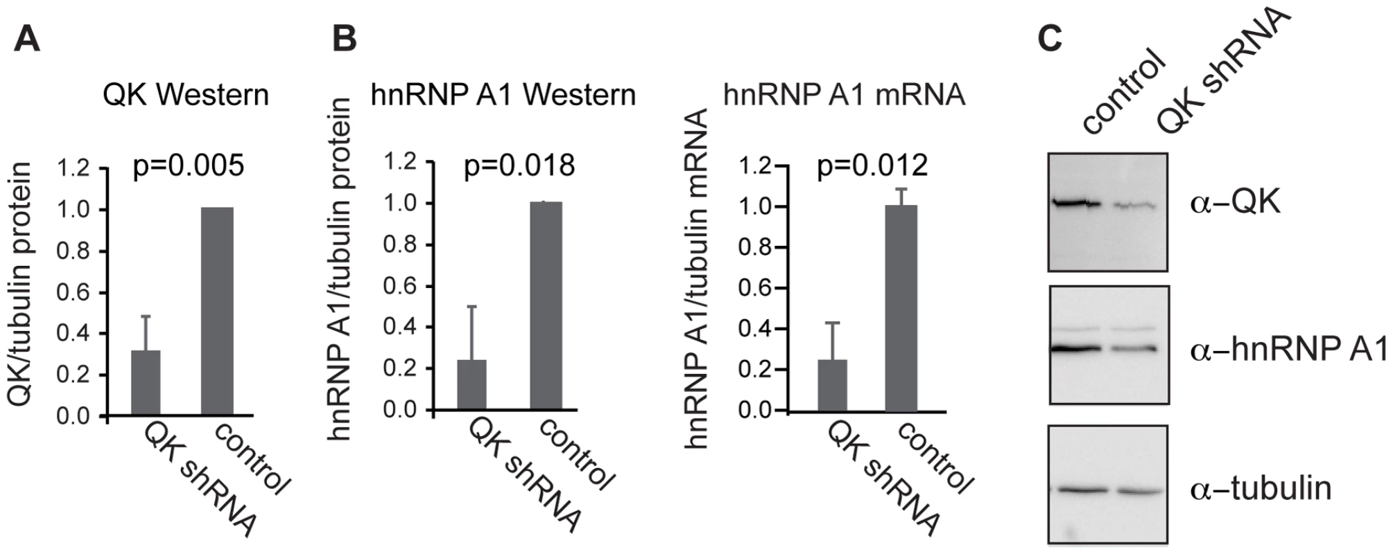QK regulates expression of endogenous <i>Hnrnpa1</i>.