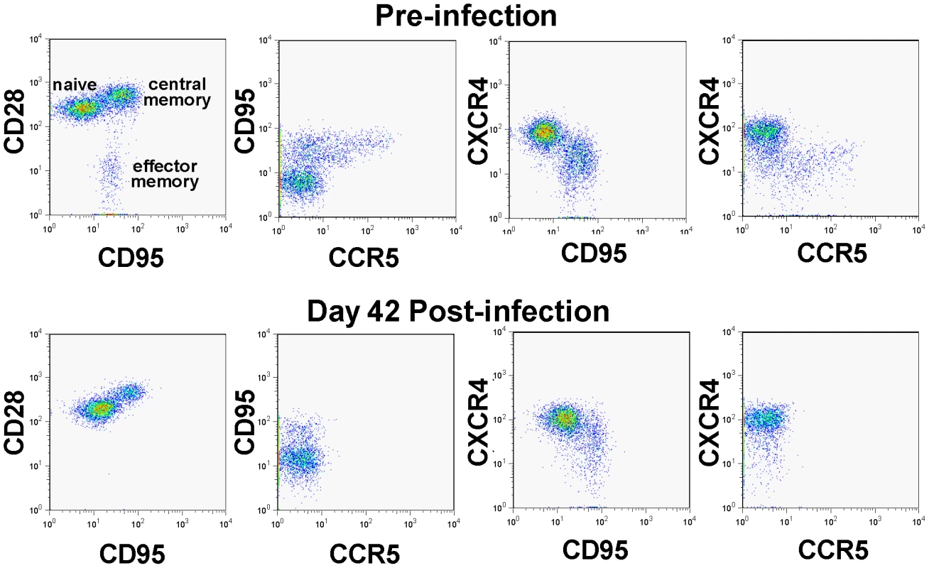 CD4<sup>+</sup> T cell depletion pattern in SIVagm-infected macaques.