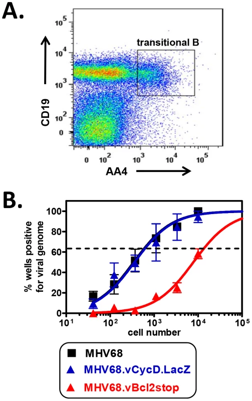 vBcl-2 is required for transitional B cell latency.
