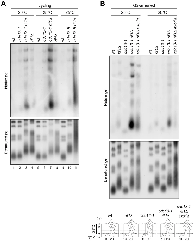 <i>RIF1</i> deletion enhances ssDNA formation at native telomeres of <i>cdc13</i> cells.