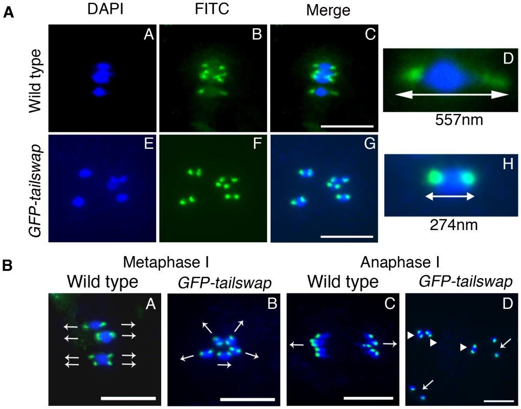 Reduced inter-kinetochore distance and meiotic spindle defects suggest lack of kinetochore function in <i>GFP-tailswap</i>.