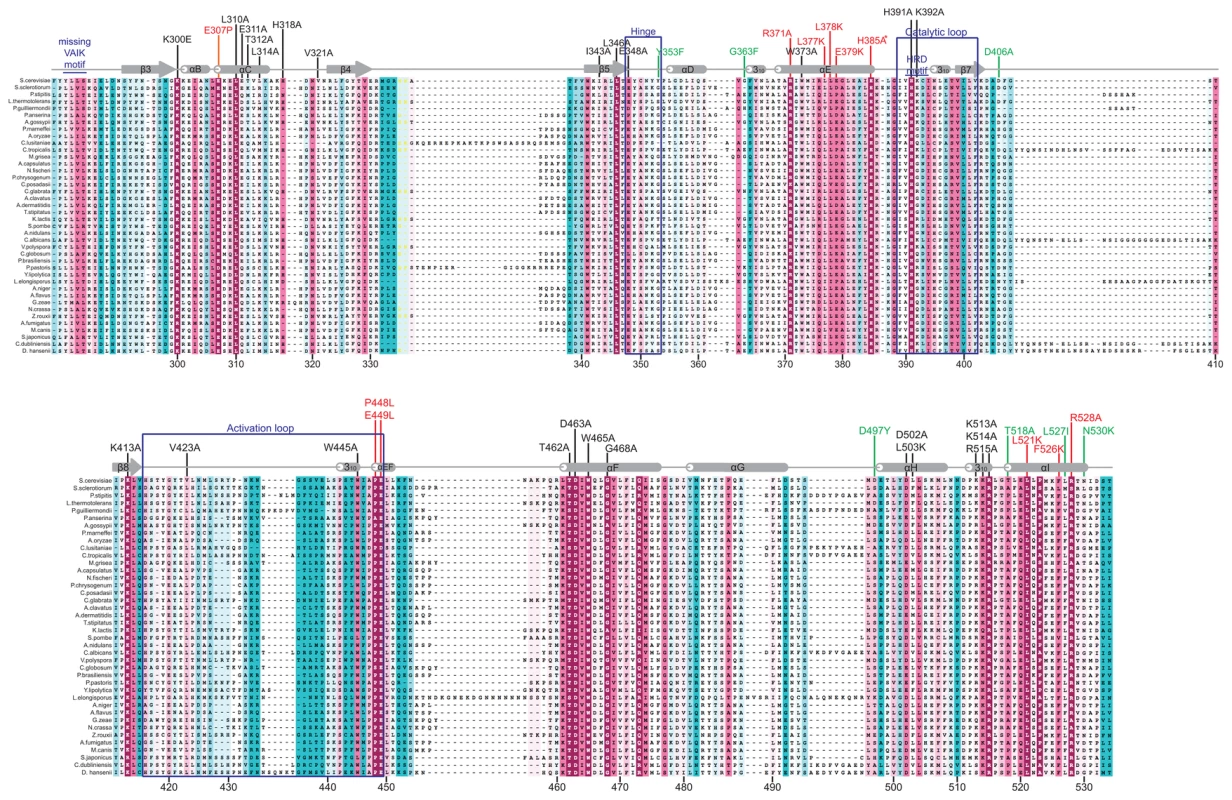 Structure-based sequence alignment of the YKD region of Gcn2.