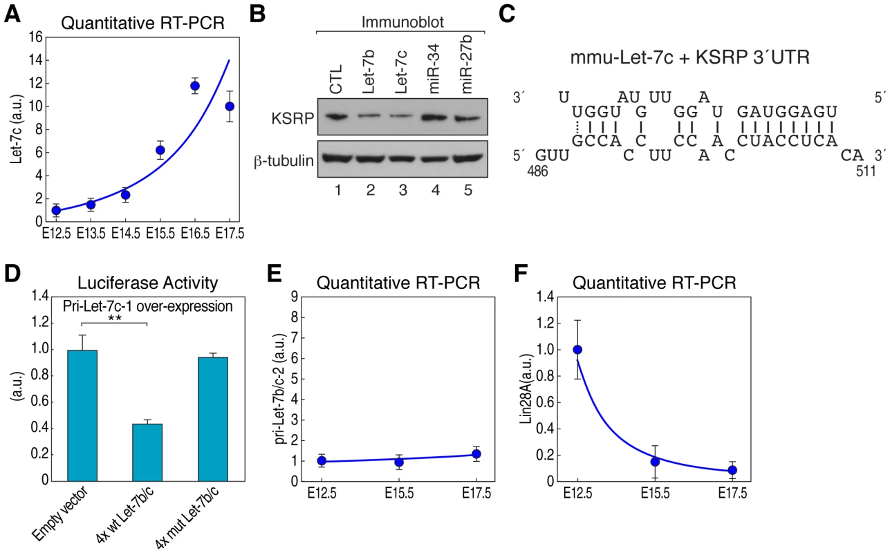 Let-7b and let-7c directly downregulate KSRP mRNA during pituitary development.