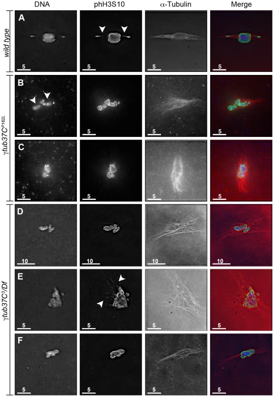 <i>γtub37C</i> mutations cause spindle and chromosome defects in oocytes during prometaphase I.