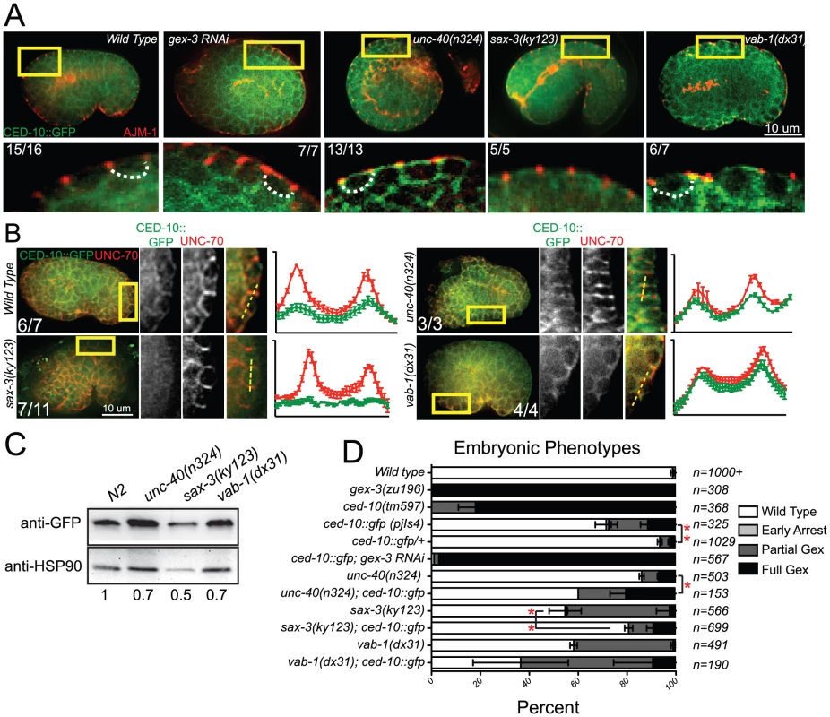 Guidance receptors affect subcellular distribution and levels of the GTPase CED-10/Rac1.