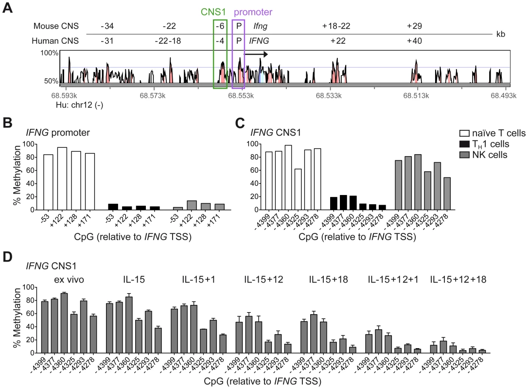 Cytokine-primed NK cells undergo epigenetic remodeling of the <i>IFNG</i> CNS1.