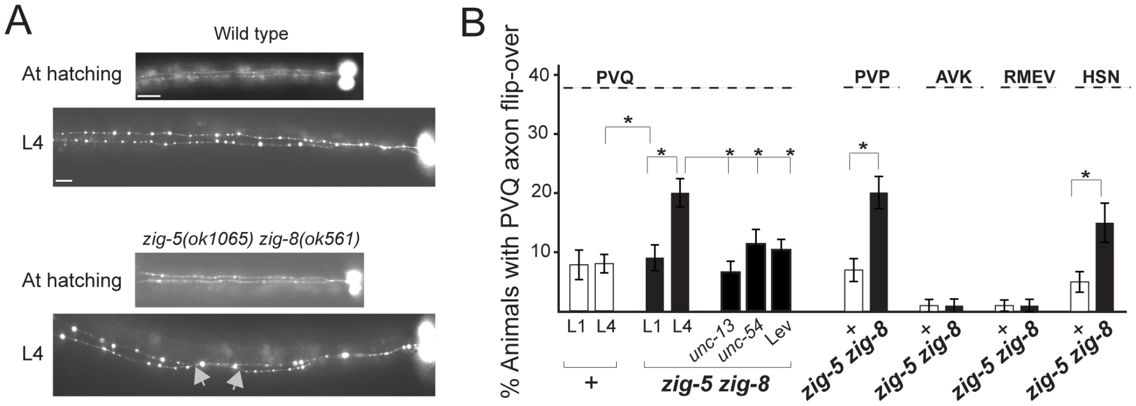 <i>zig-5</i> and <i>zig-8</i> affect axon positioning in the ventral nerve cord.