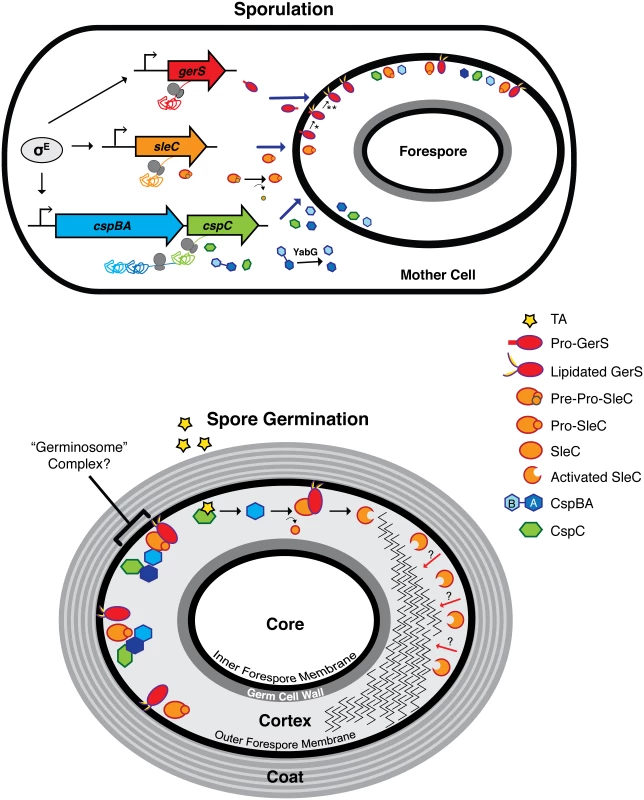 Model of <i>C</i>. <i>difficile</i> germination regulator production and localization during sporulation and germination.