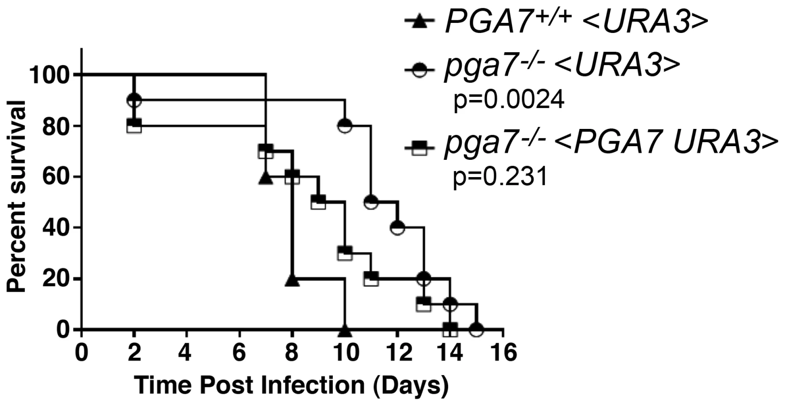 The <i>pga7<sup>−/−</sup></i> strain is less virulent in a mouse model of systemic candidiasis.