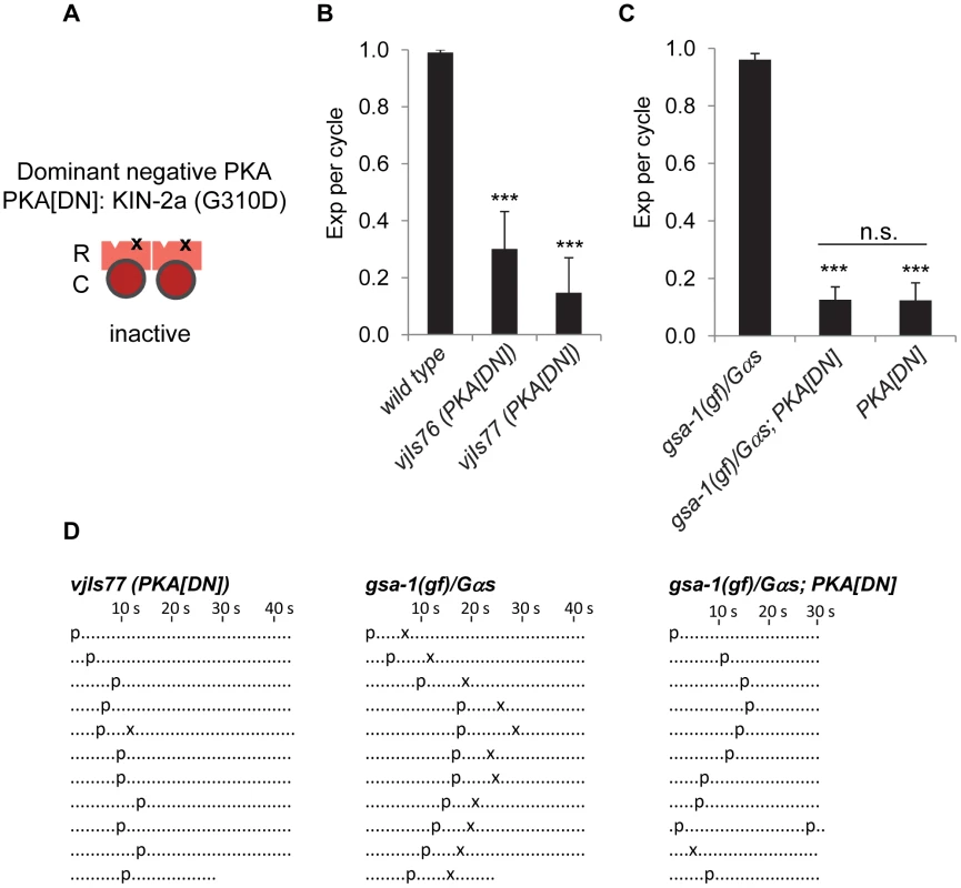 PKA functions in GABAergic neurons to regulate the Exp step.