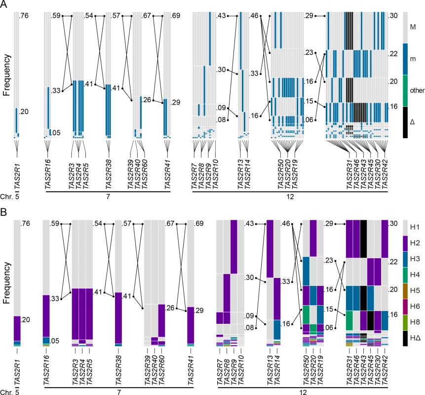 Haplotype block structure, common haplotype and long-range haplotype (LRH) across the <i>TAS2R</i> genes regions on chromosome 5, 7, and 12 parsed using (A) cSNPs and (B) <i>TAS2R</i> genes.
