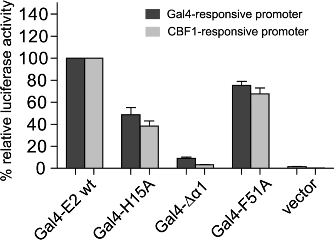 GAL4 DNA-binding fusion proteins of the END domain surface mutants H15A and ΔΔ1 have lost the capacity to activate GAL4-responsive and CBF1-responsive promoters.
