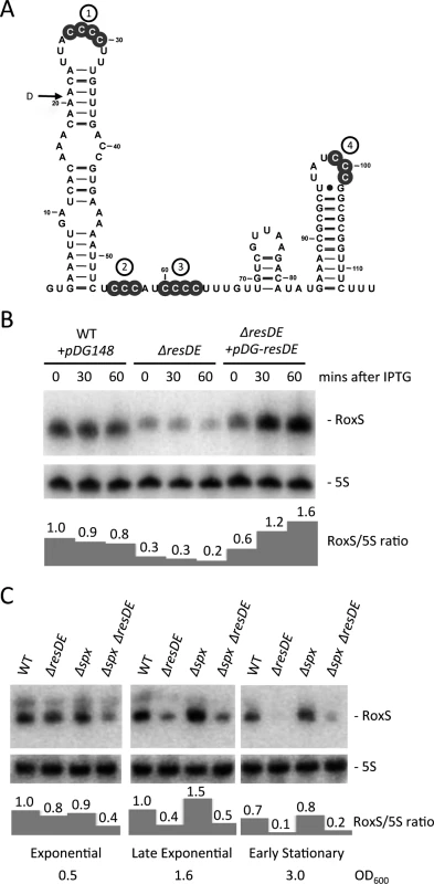Regulation of RoxS expression by the ResDE two-component system.