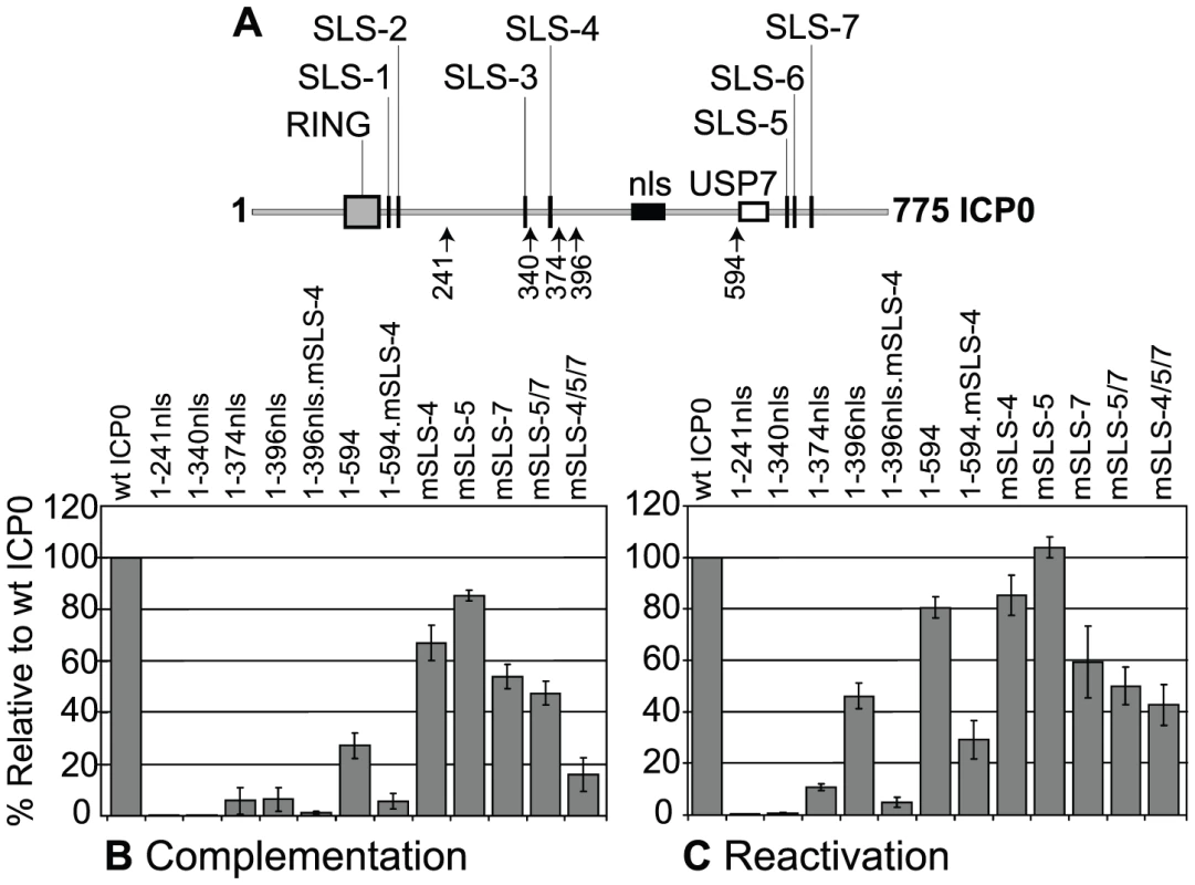 SLSs within ICP0 regulate its ability to complement and reactivate mutant HSV-1 viruses in cell culture.