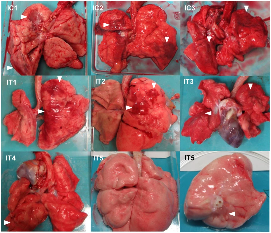 Gross pathological changes of the lungs of immunosuppressed macaques infected with VN3040.