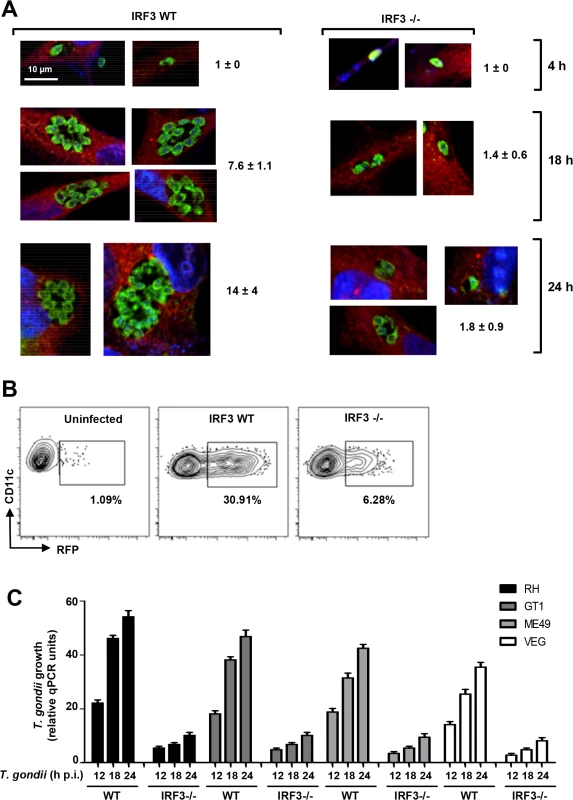 IRF3 facilitates intracellular <i>T</i>. <i>gondii</i> replication regardless of parasite virulence type.