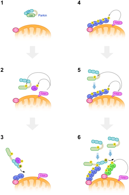 A model of Parkin E3 activation and mitochondrial translocation.