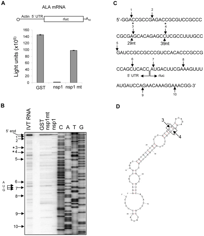 Characterization of nsp1-induced RNA modification in ALA mRNA.
