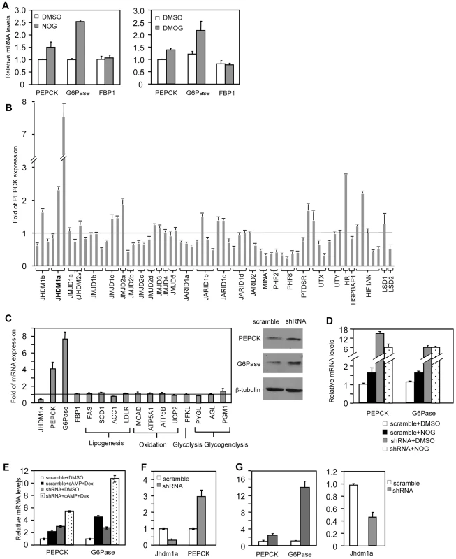 Knockdown of Jhdm1a specifically upregulates PEPCK and G6Pase expression in cultured hepatic cells.