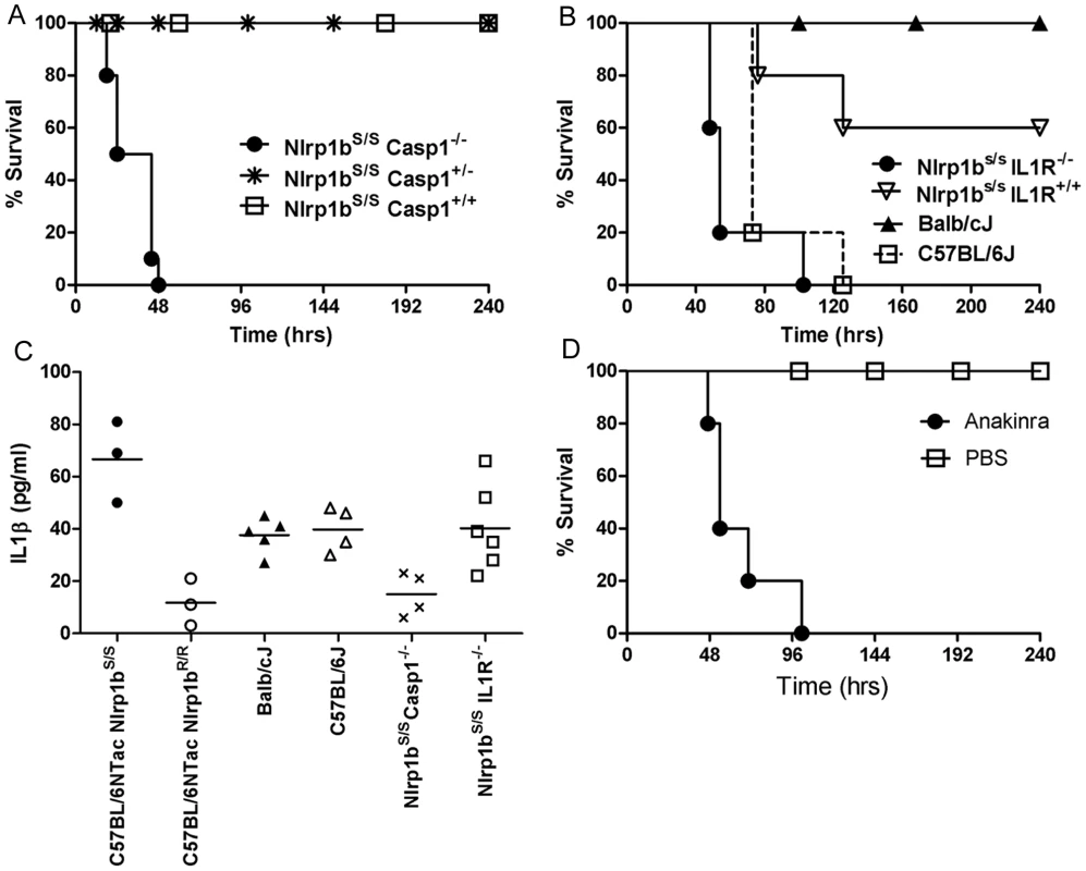 Nlrp1b<sup>S</sup>-mediated resistance to infection requires caspase-1 and IL-1β.