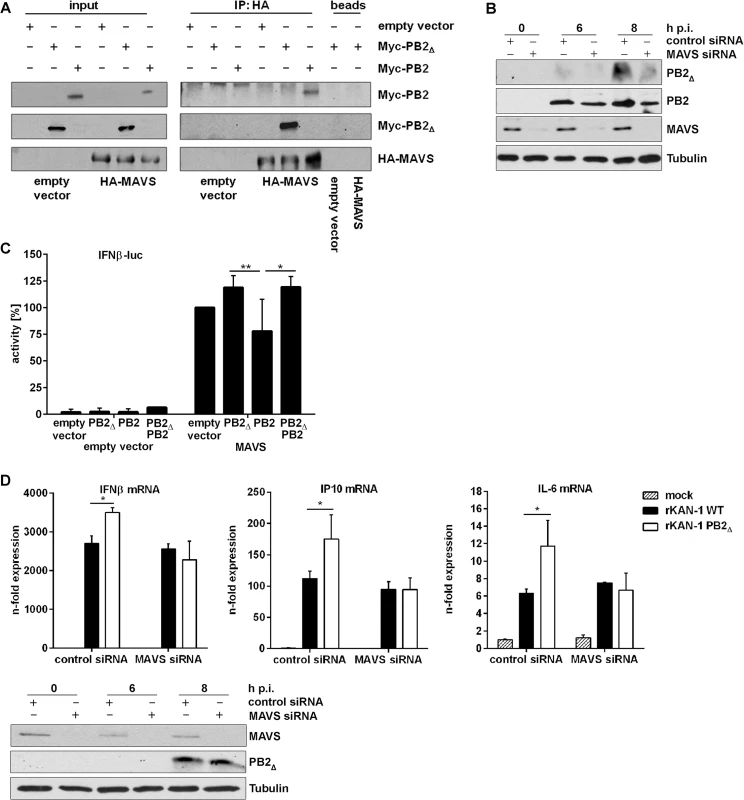 PB2<sub>∆</sub> interacts with MAVS at mitochondria thereby inducing IFNβ expression.