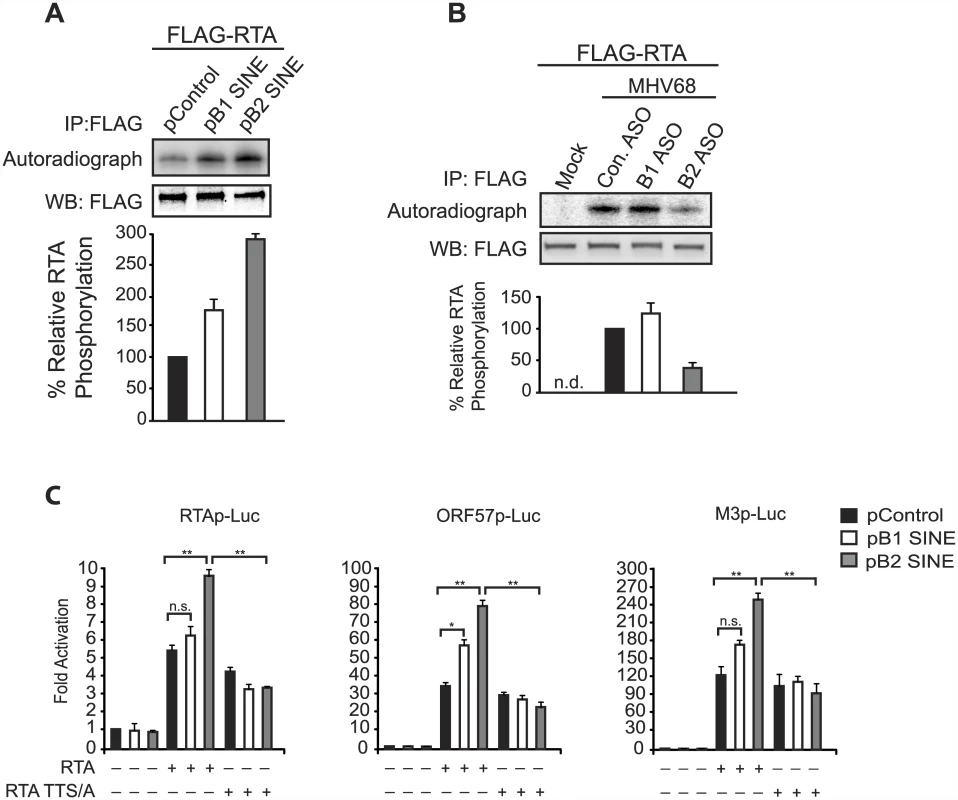 SINE RNA promotes IKKβ-mediated phosphorylation of RTA to potentiate viral transcription.