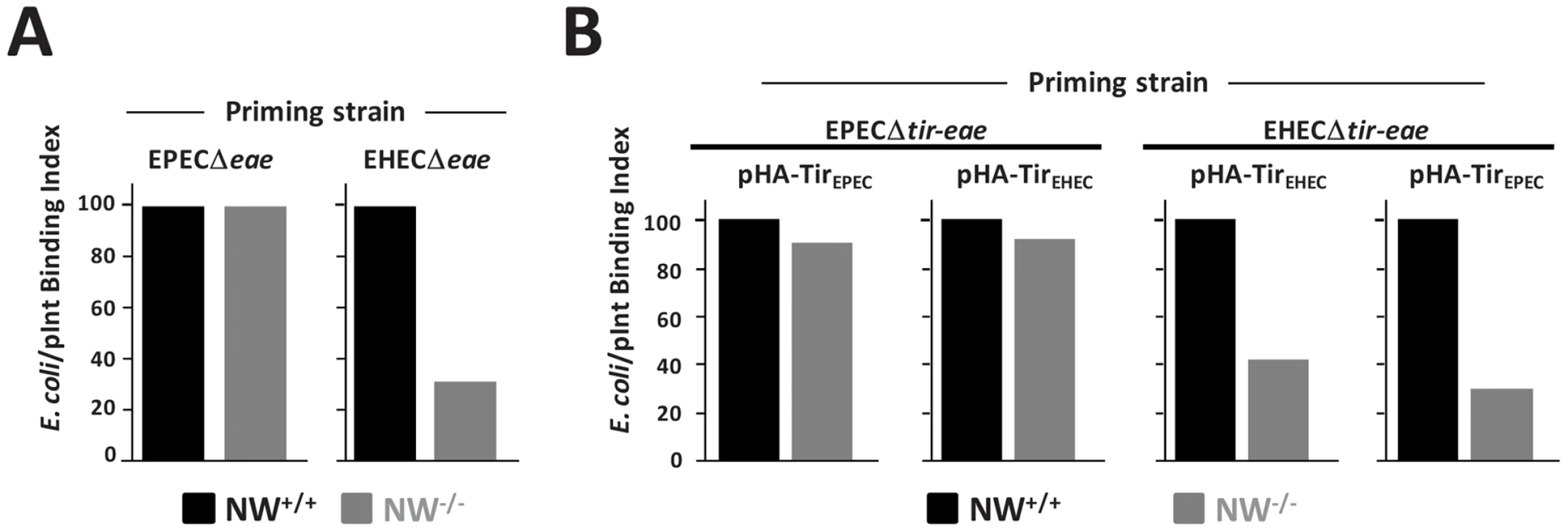 N-WASP is required for efficient intimin-mediated bacterial attachment to the cell surface.
