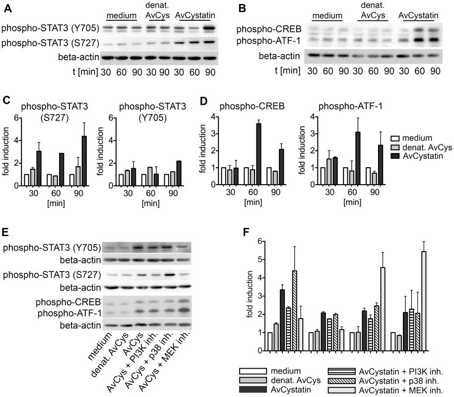 AvCystatin induces phosphorylation of transcription factors CREB and STAT3.