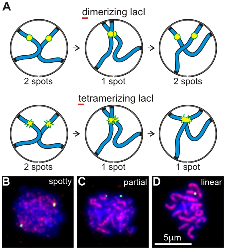 An assay for trapping chromosome collisions.